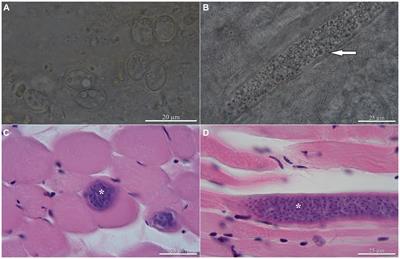 The Tengmalm’s <mark class="highlighted">owl</mark> Aegolius funereus (Aves, Strigidae) as the definitive host of Sarcocystis funereus sp. nov. (Apicomplexa)